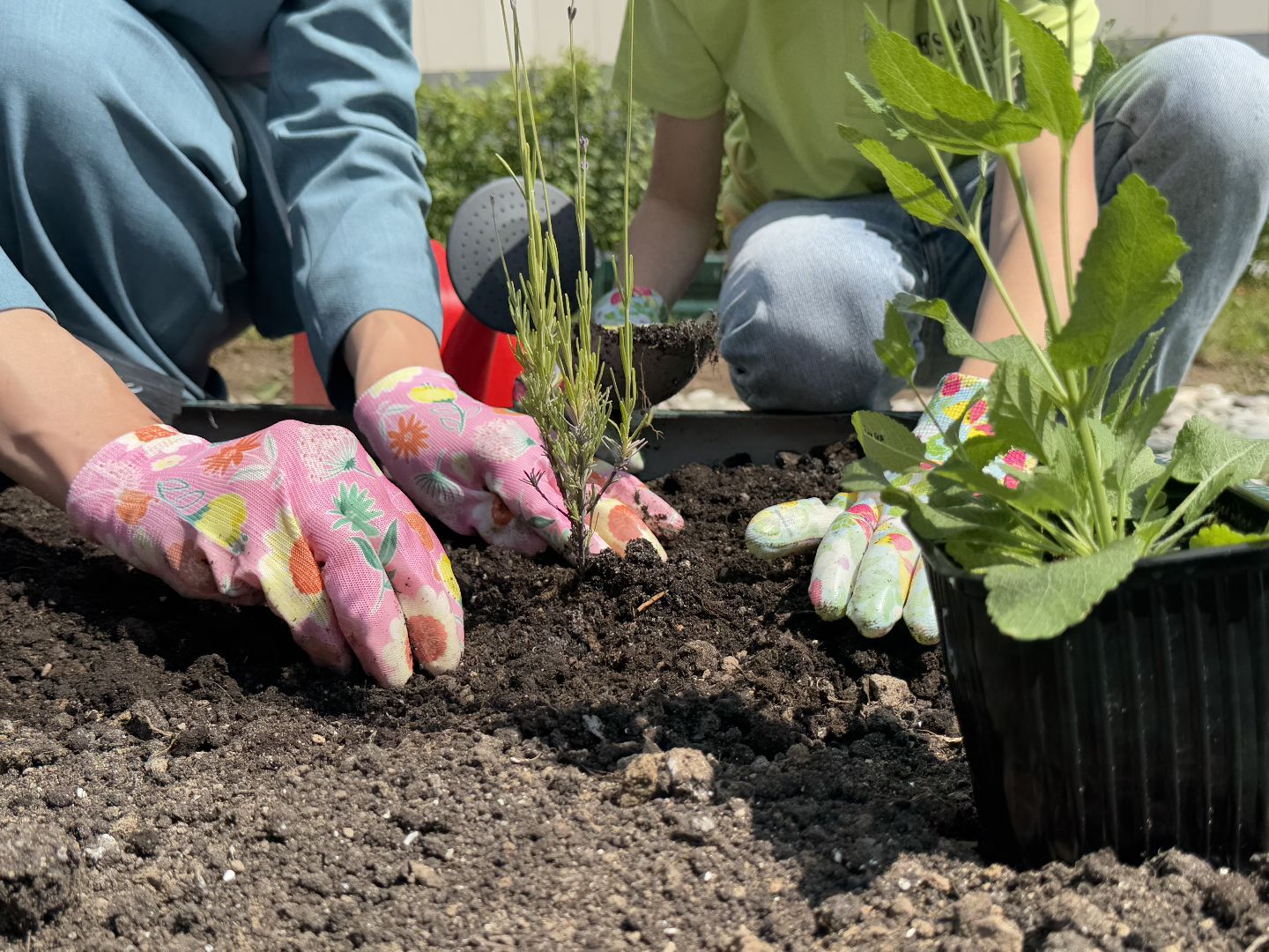 Гимназия 1 им Героя Российской Федерации А.В. Баландина, Балашиха, аптекарский огород,
