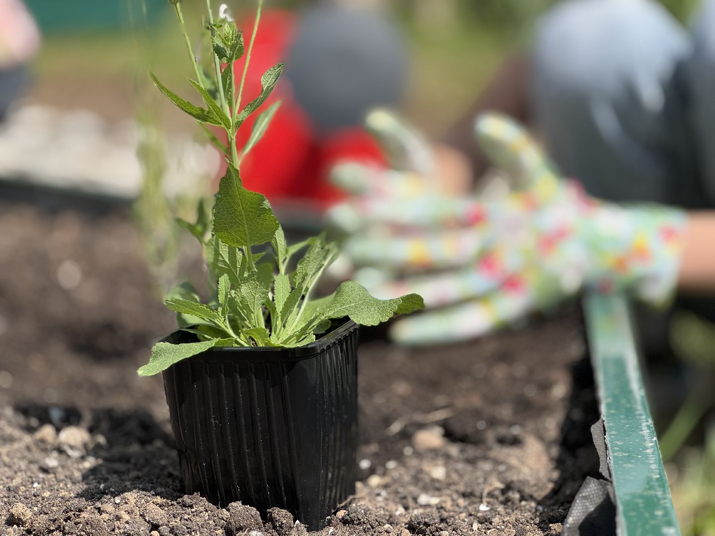 Гимназия 1 им Героя Российской Федерации А.В. Баландина, Балашиха, аптекарский огород,