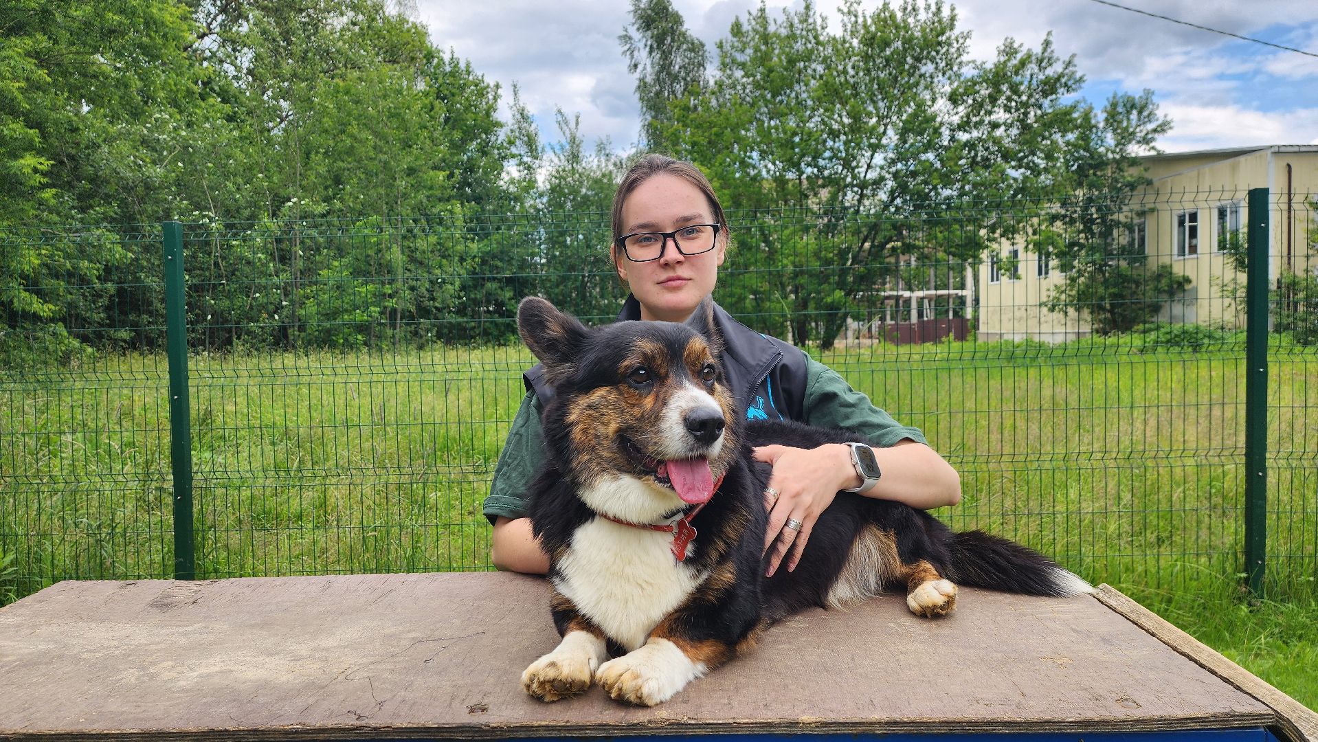 солнечногорск, животные, дрессировка, собаки,