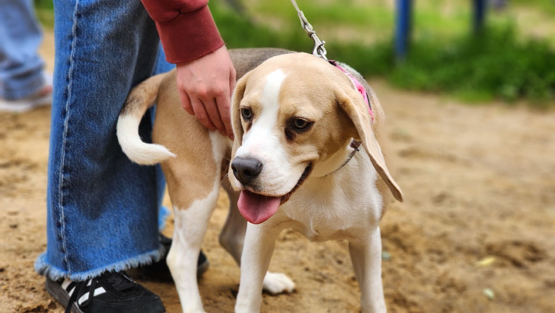 солнечногорск, животные, дрессировка, собаки,