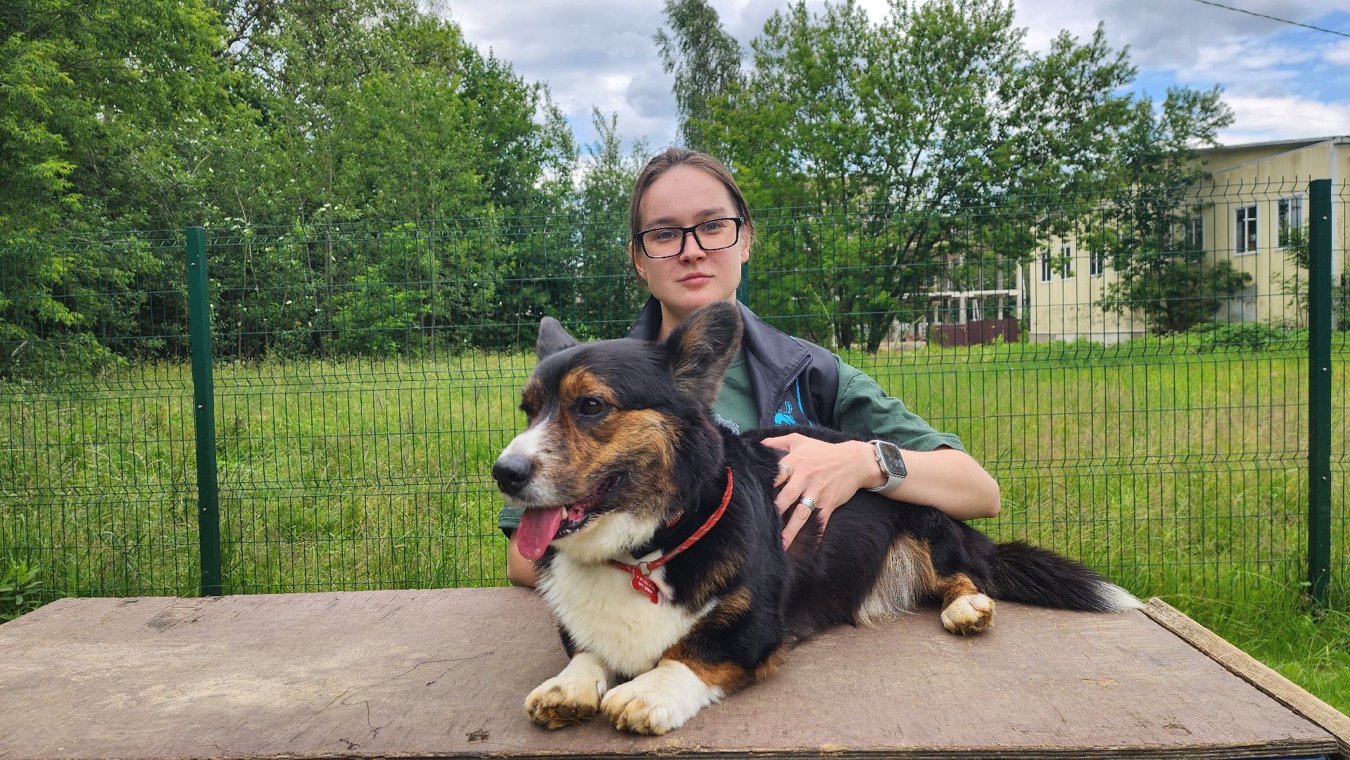 солнечногорск, животные, дрессировка, собаки,