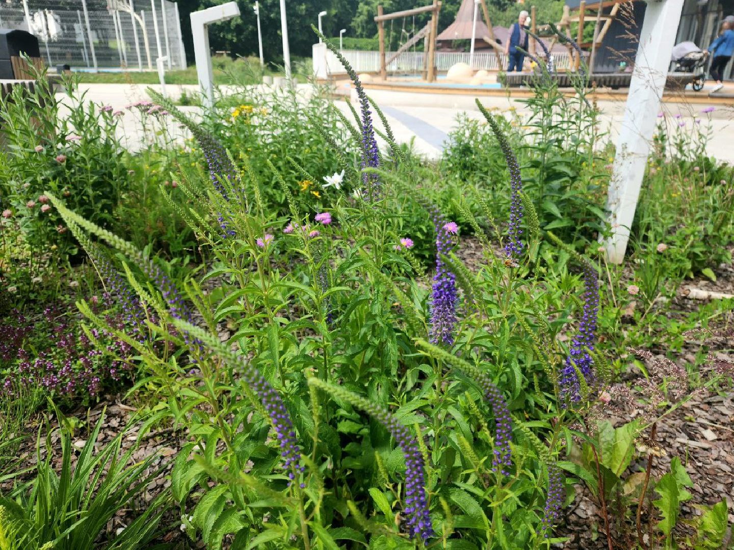 пущино, серпухов,  благоустройство,