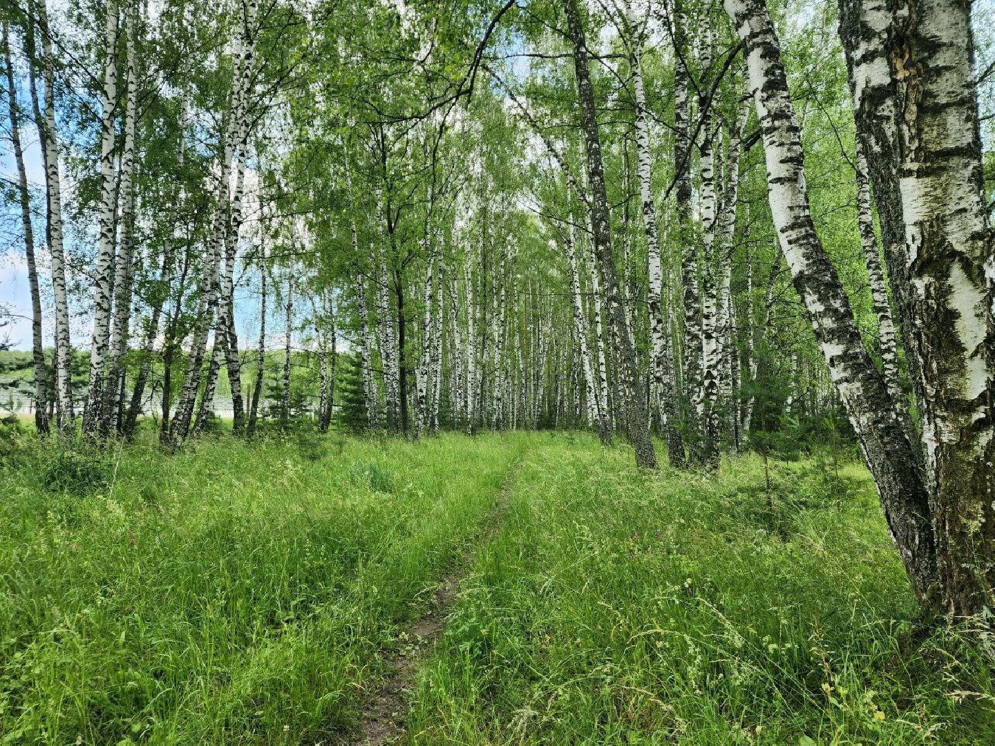пущино, серпухов, лето в подмосковье, ягодный сезон,