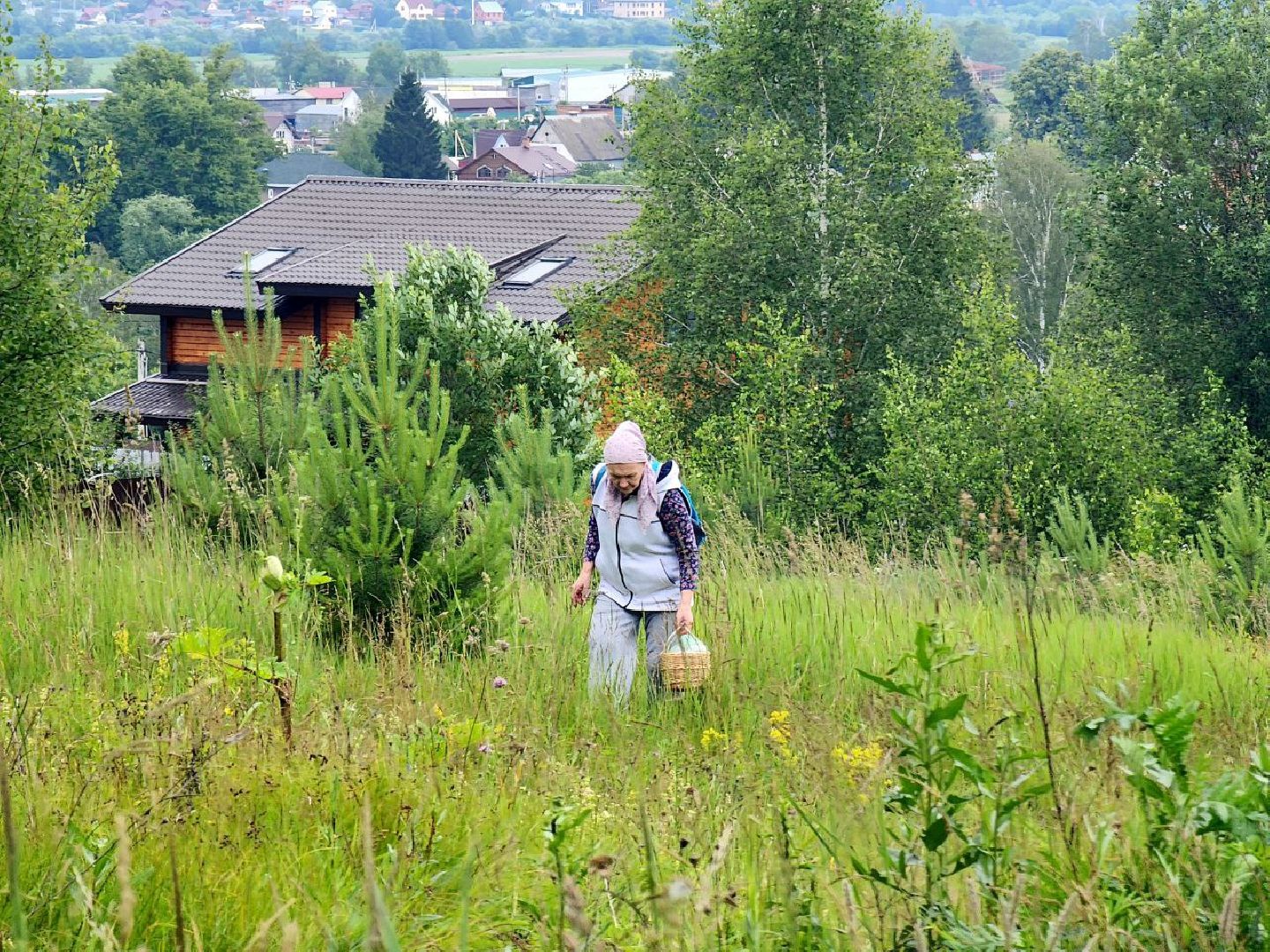 пущино, серпухов, лето в подмосковье, ягодный сезон,