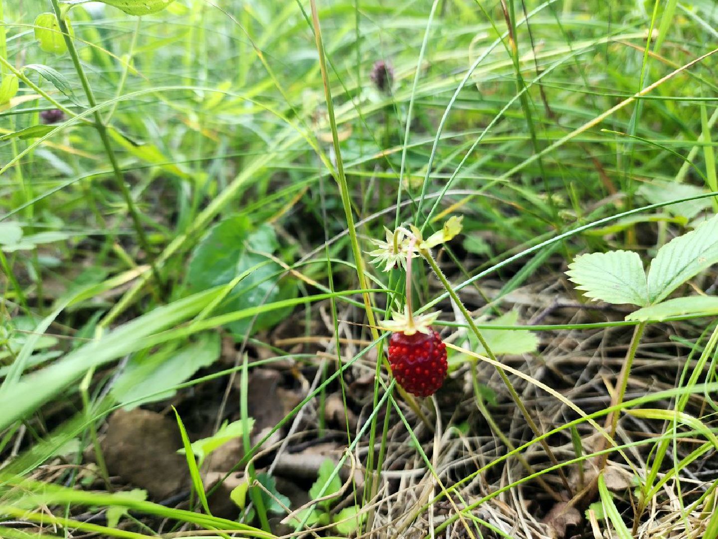 пущино, серпухов, лето в подмосковье, ягодный сезон,