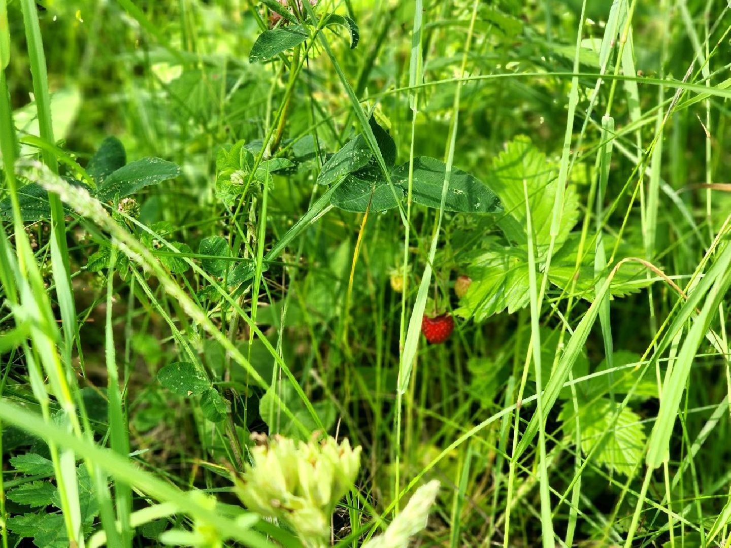 пущино, серпухов, лето в подмосковье, ягодный сезон,