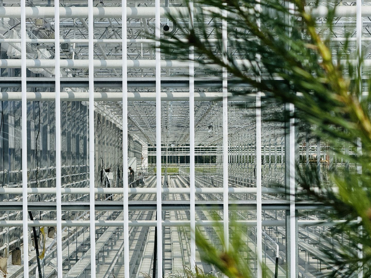 раменское, розы, подосинки, тепличный комплекс, производство, цветы,