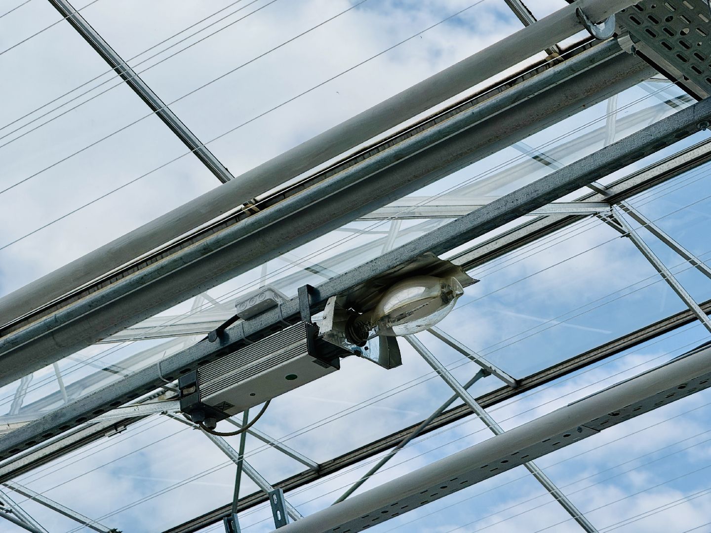 раменское, розы, подосинки, тепличный комплекс, производство, цветы,