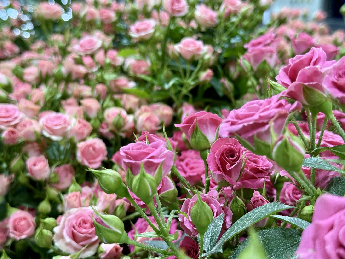 раменское, розы, подосинки, тепличный комплекс, производство, цветы,