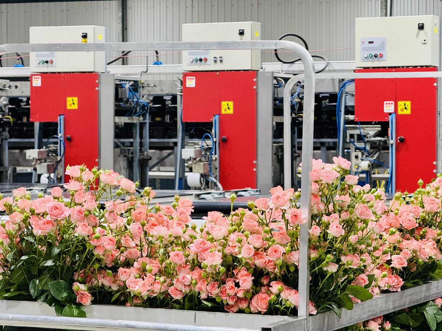 раменское, розы, подосинки, тепличный комплекс, производство, цветы,