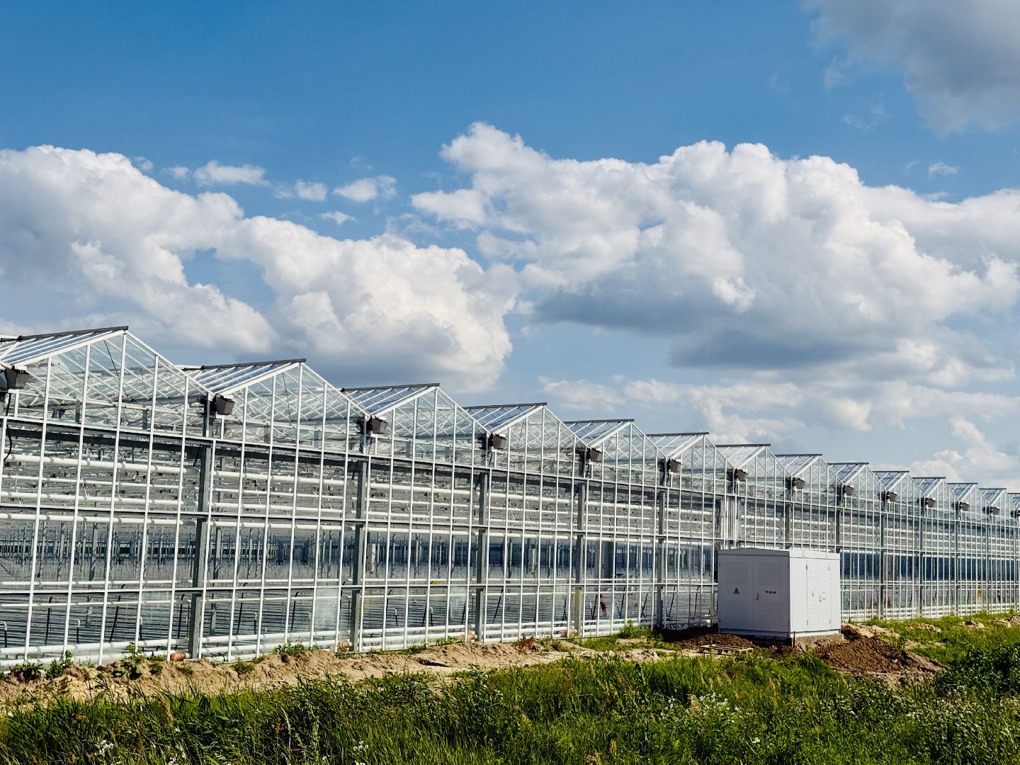 раменское, розы, подосинки, тепличный комплекс, производство, цветы,