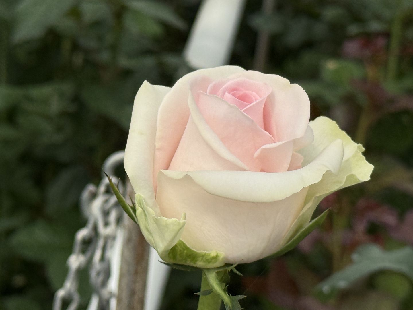 раменское, розы, подосинки, тепличный комплекс, производство, цветы,