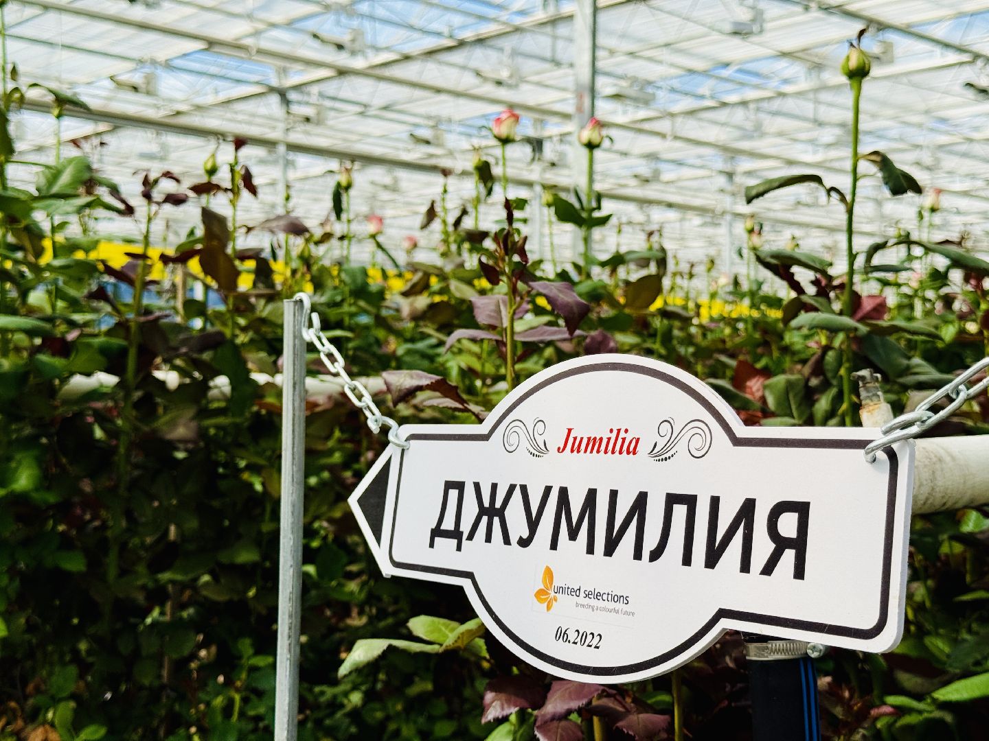 раменское, розы, подосинки, тепличный комплекс, производство, цветы,