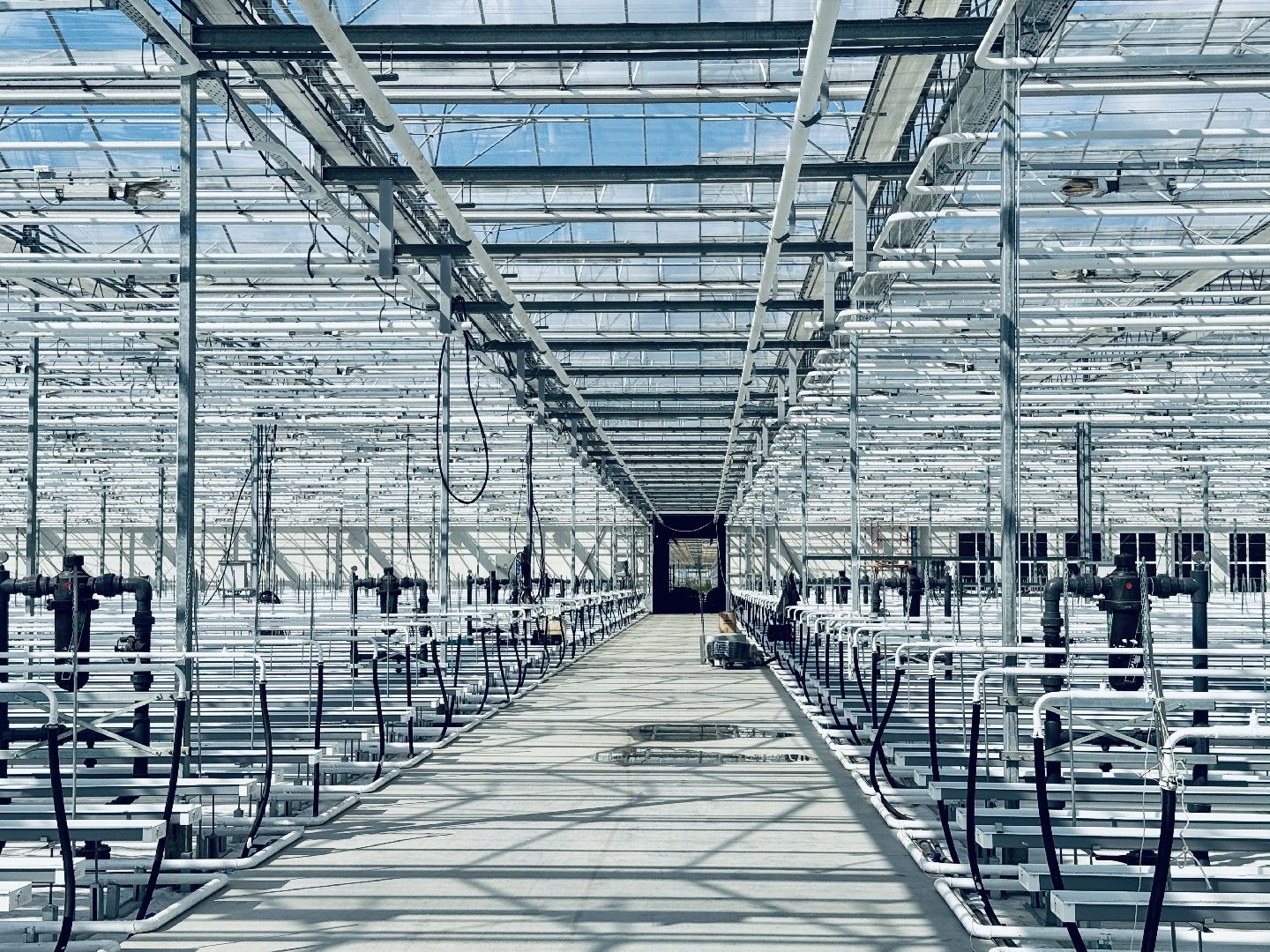 раменское, розы, подосинки, тепличный комплекс, производство, цветы,