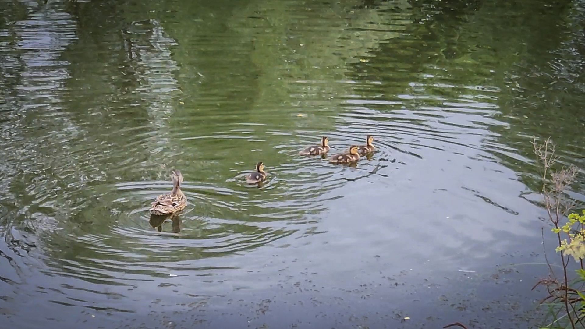 бронницы, плавучие домики для птиц, утиные домики в бронницах,