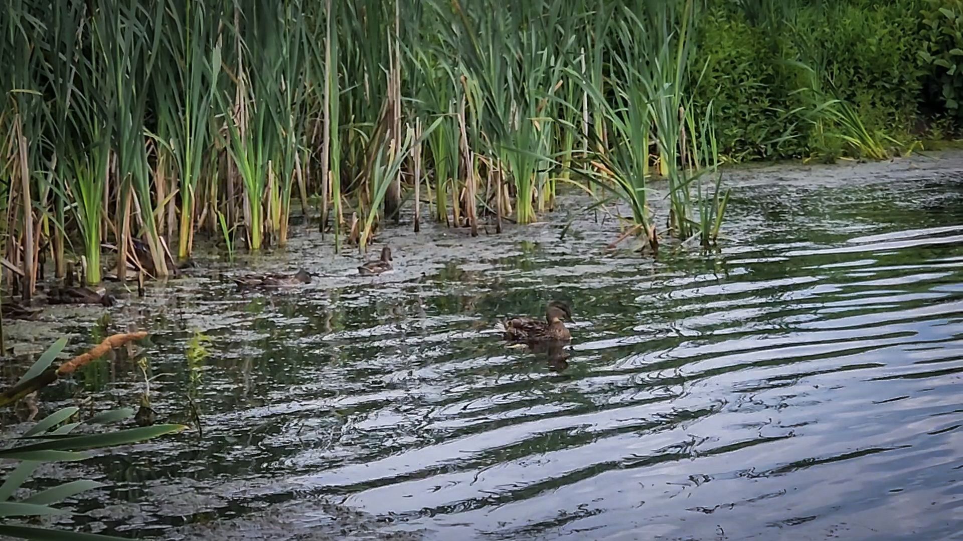 бронницы, плавучие домики для птиц, утиные домики в бронницах,