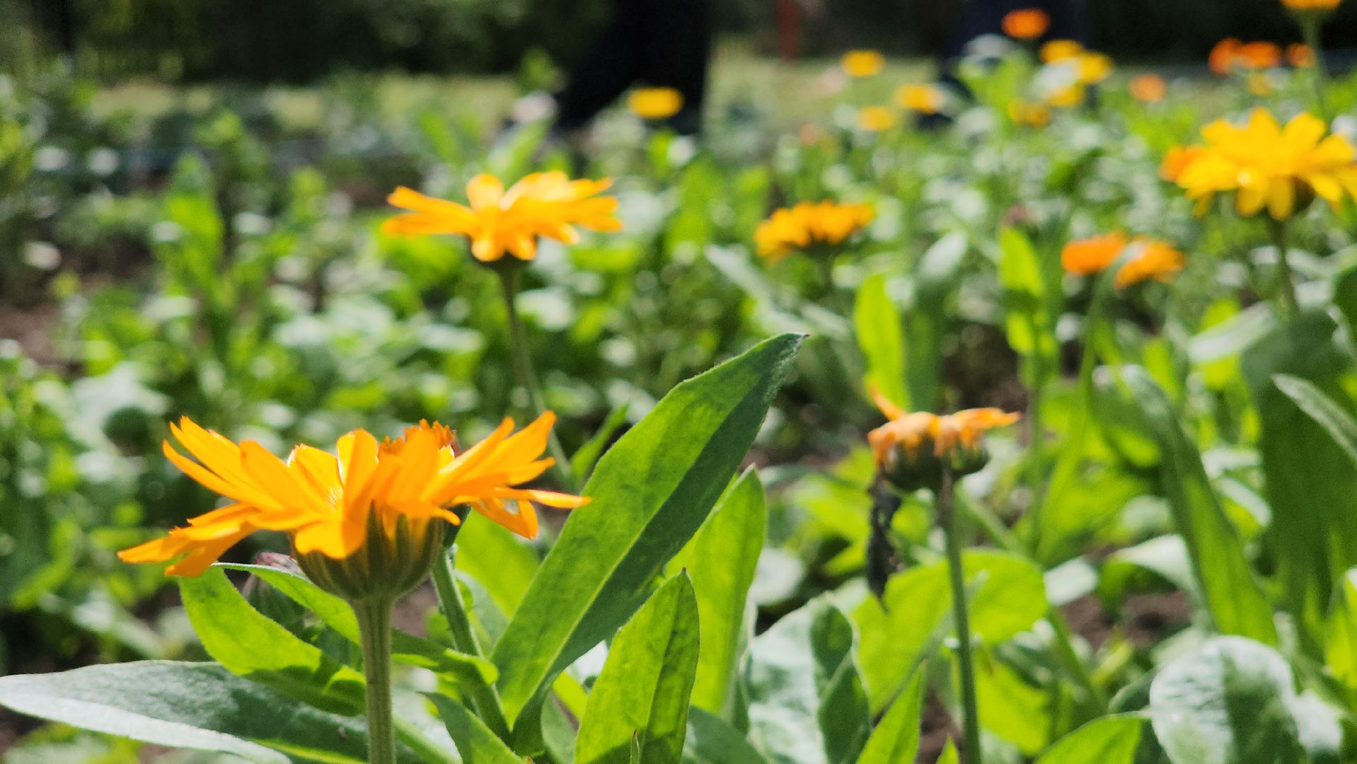 ступино, агроклассы, сельское хозяйство, образование,