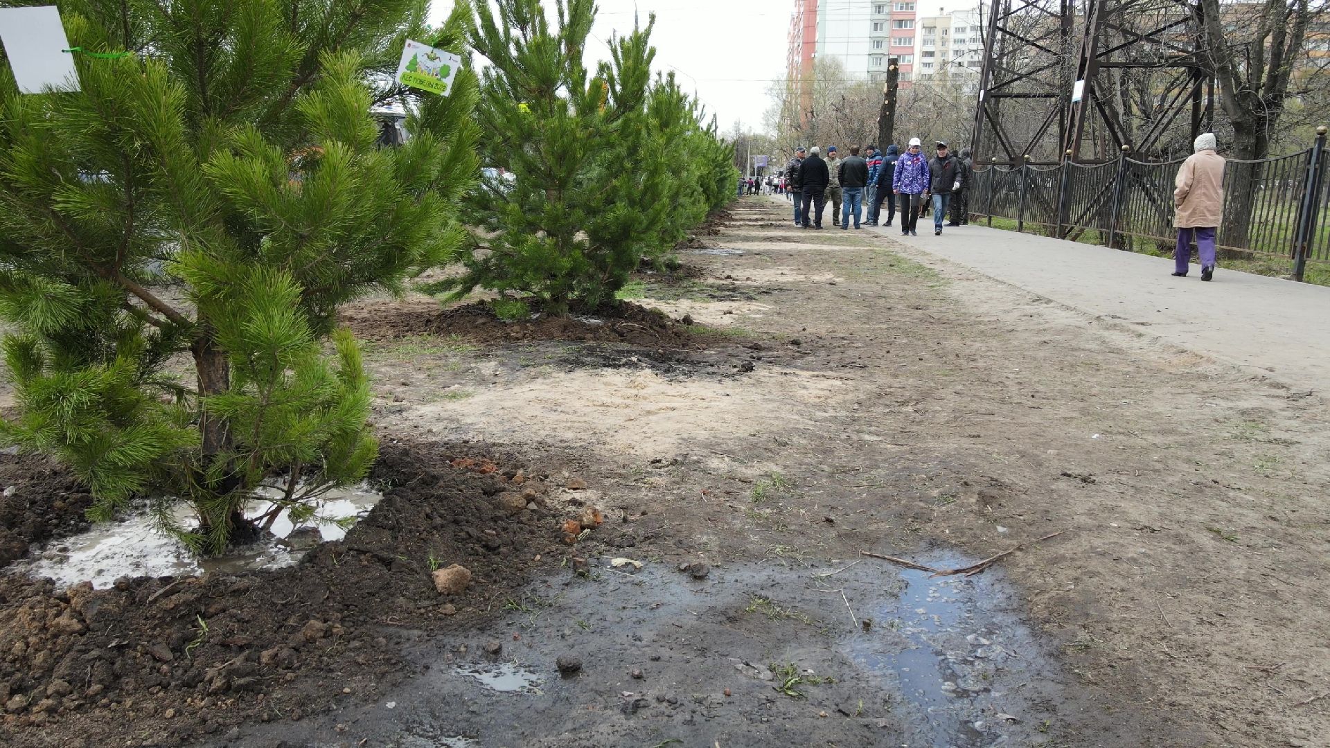 Реутов, Лес Победы, деревья, благоустройство, посади своё дерево