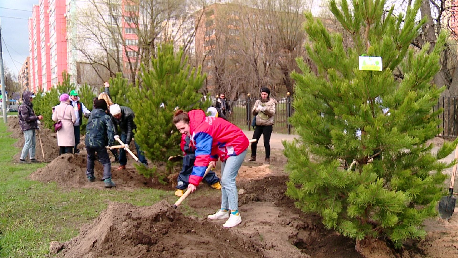 Реутов, Лес Победы, деревья, благоустройство, посади своё дерево