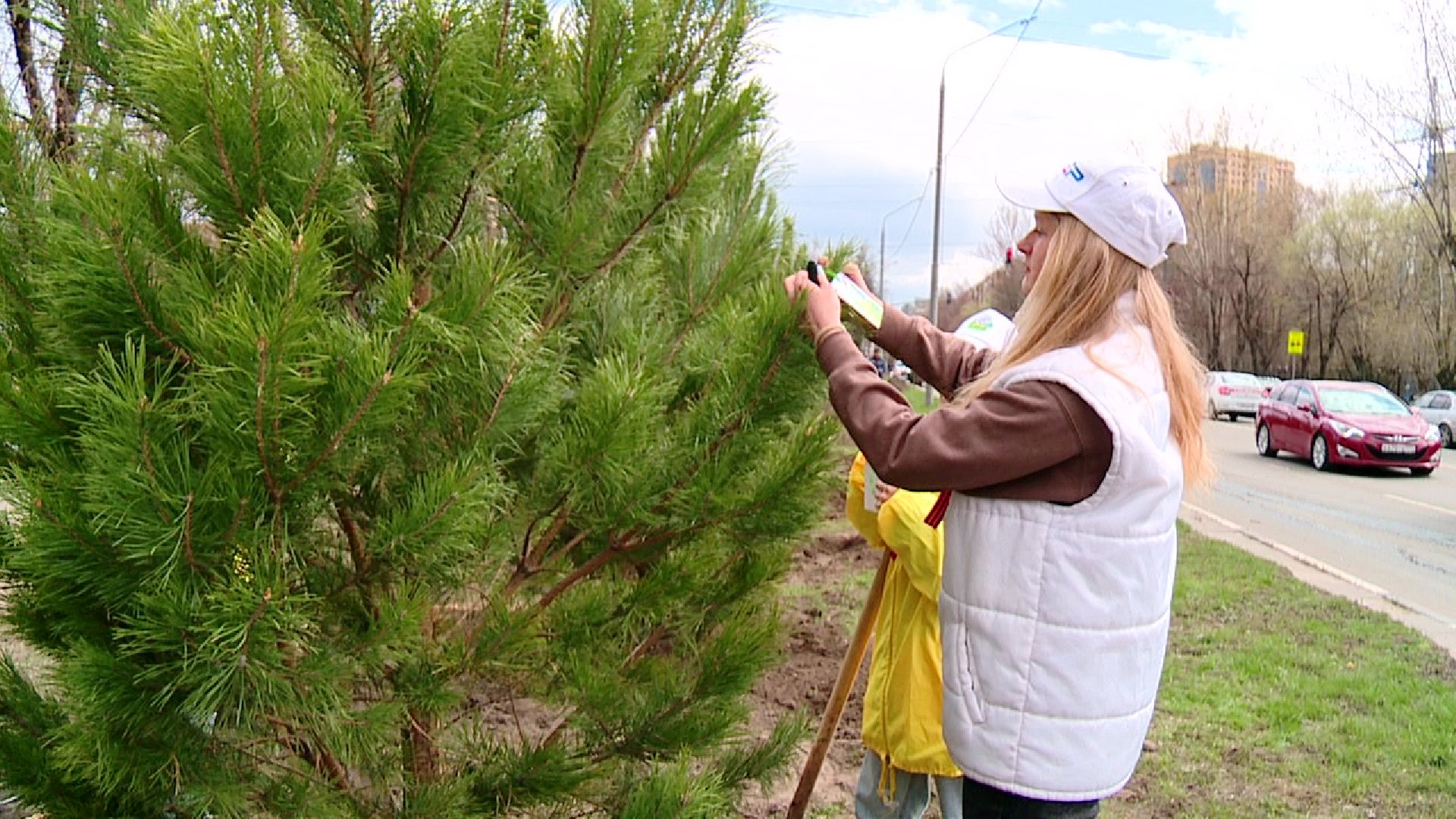 Реутов, Лес Победы, деревья, благоустройство, посади своё дерево
