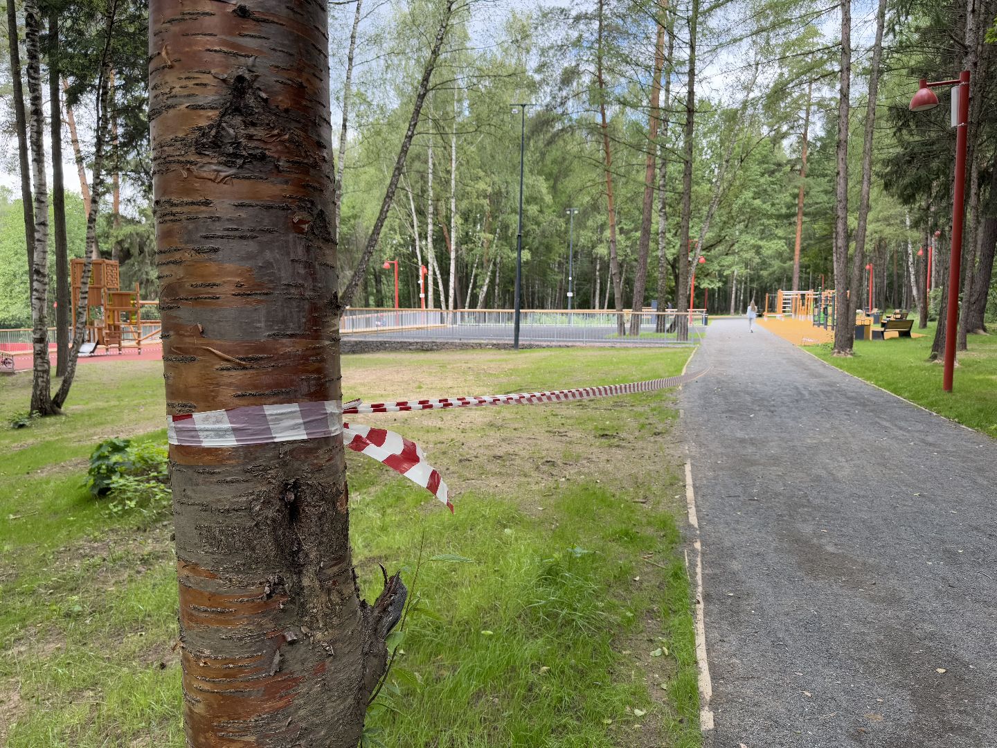 балашиха, кучинский лесопарк, благоустройство, первый этап,