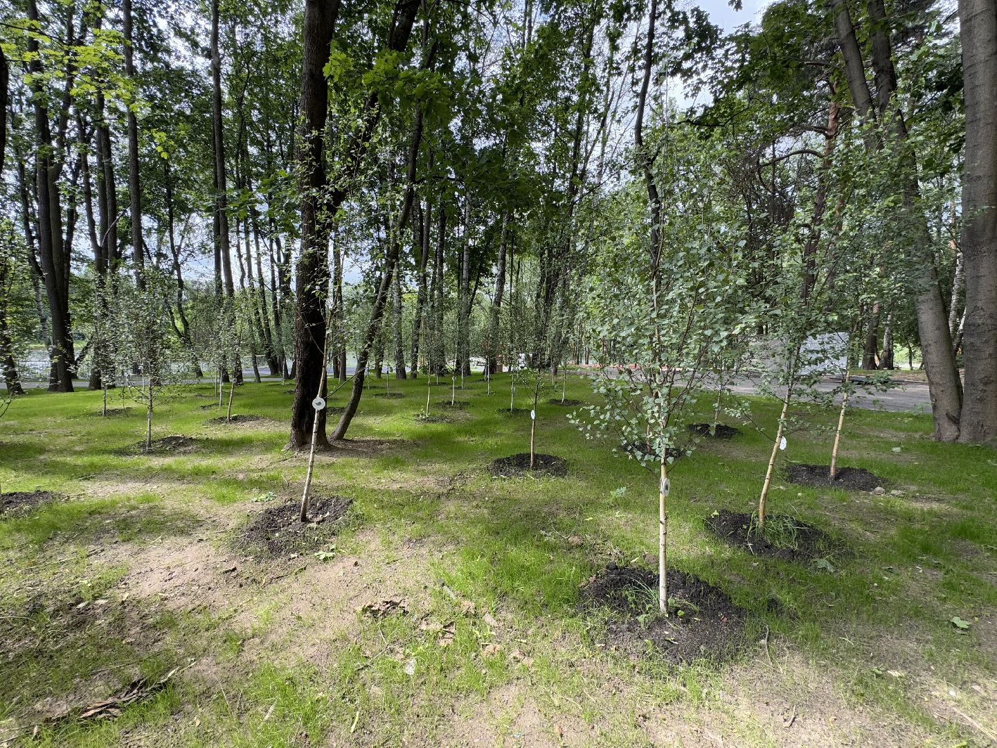 балашиха, кучинский лесопарк, благоустройство, первый этап,