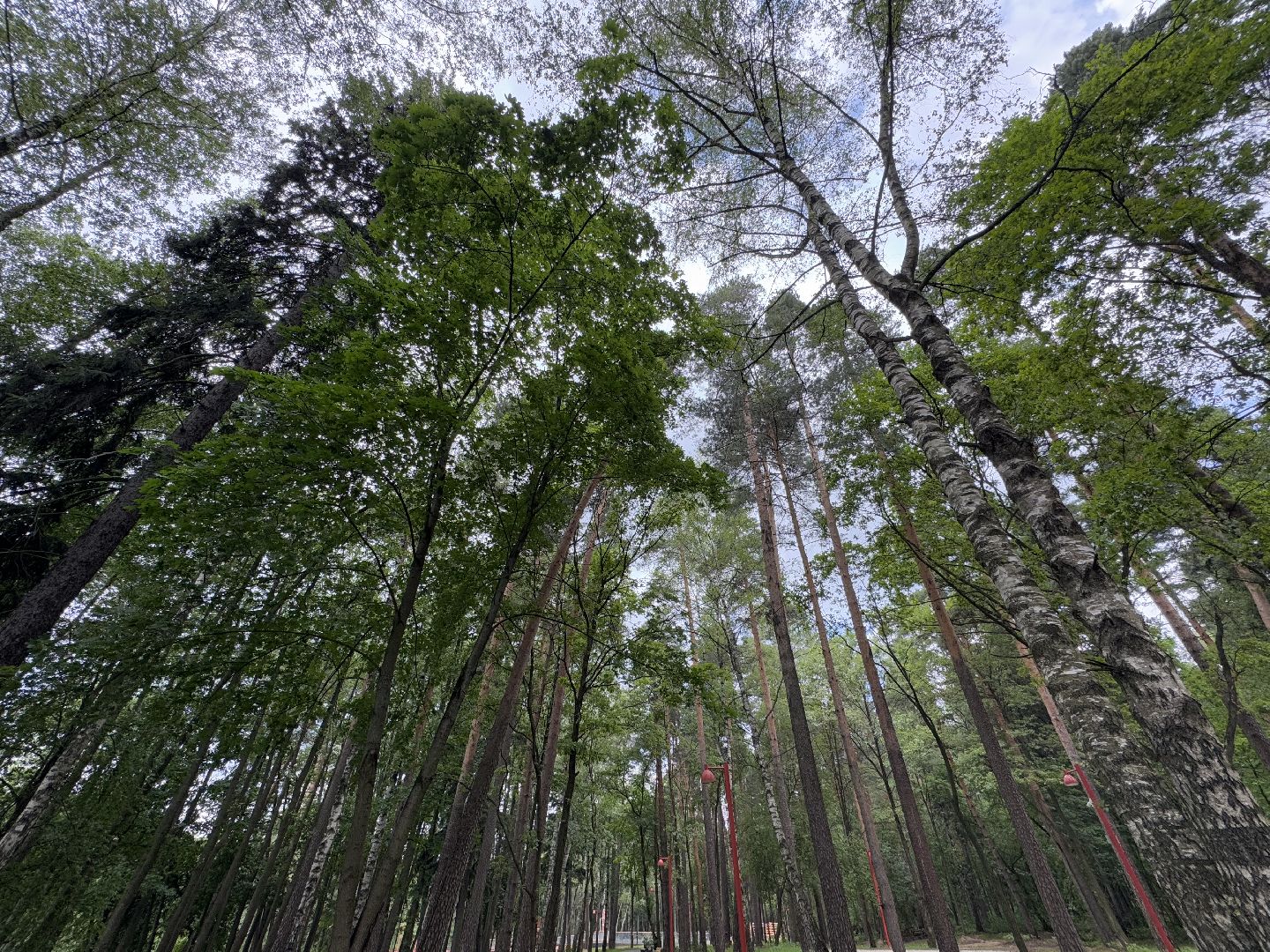 балашиха, кучинский лесопарк, благоустройство, первый этап,