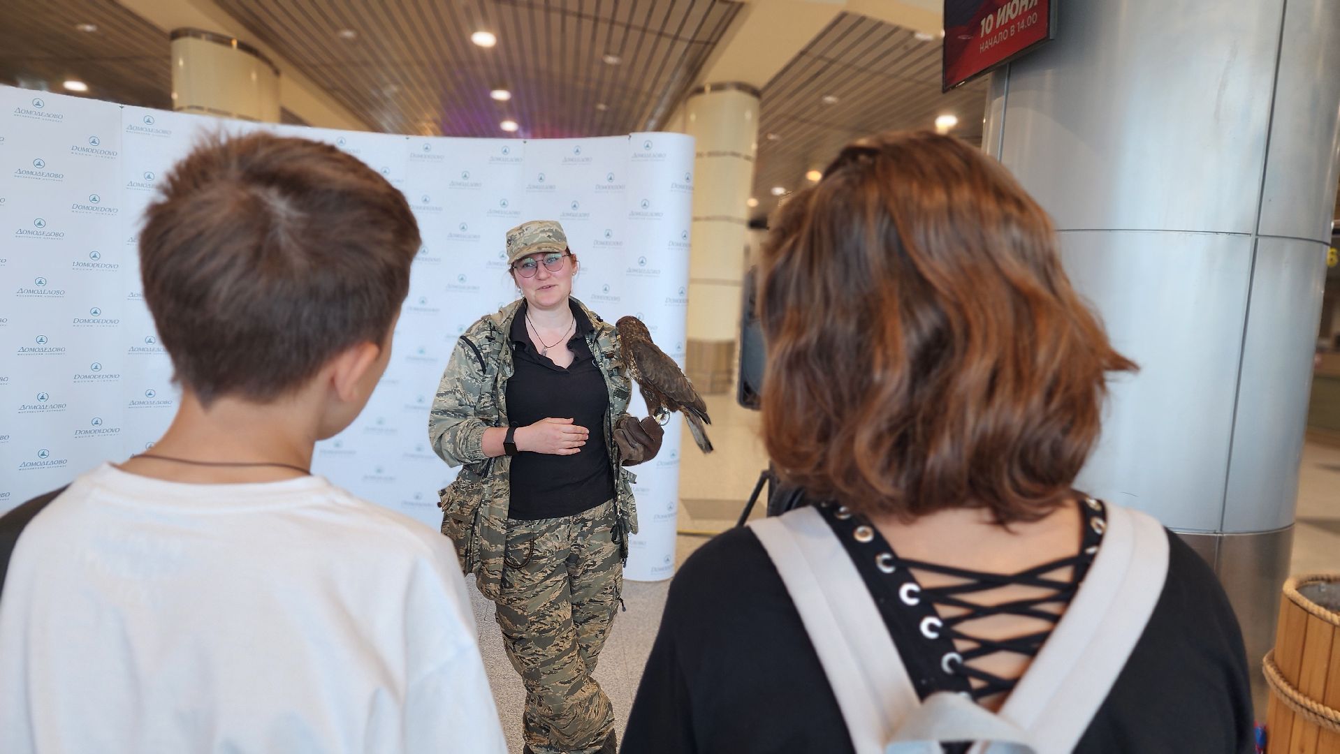 домодедово , подмосковье, аэропорт , аэропорт домодедово, ястреб , птицы, двигатель , самолет , авиация, авиационная безопасность ,