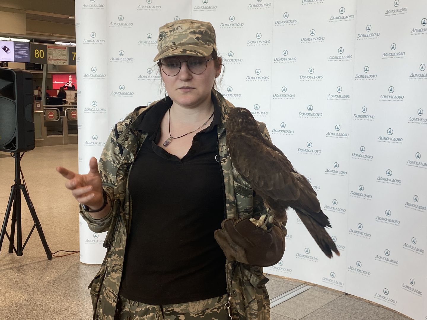 домодедово , подмосковье, аэропорт , аэропорт домодедово, ястреб , птицы, двигатель , самолет , авиация, авиационная безопасность ,