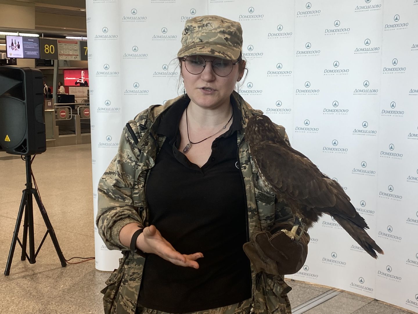 домодедово , подмосковье, аэропорт , аэропорт домодедово, ястреб , птицы, двигатель , самолет , авиация, авиационная безопасность ,