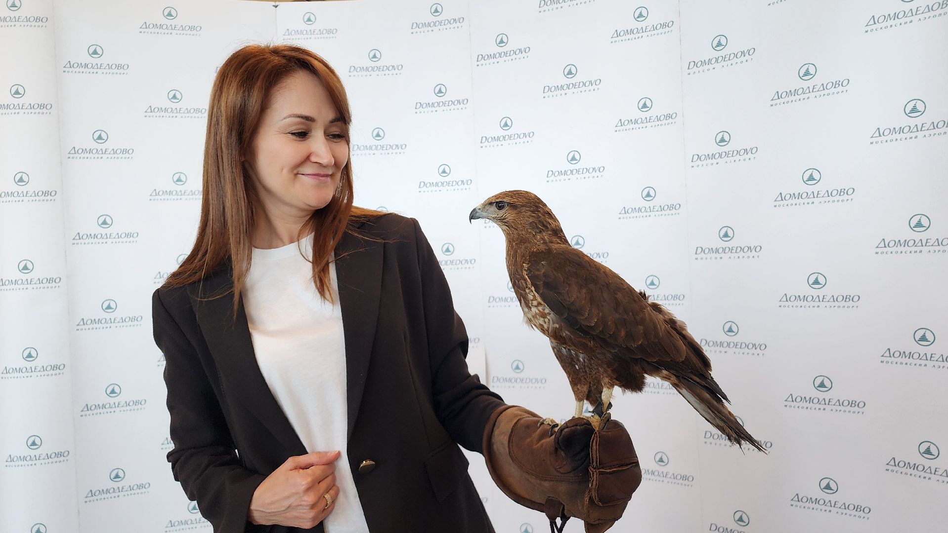 домодедово , подмосковье, аэропорт , аэропорт домодедово, ястреб , птицы, двигатель , самолет , авиация, авиационная безопасность ,