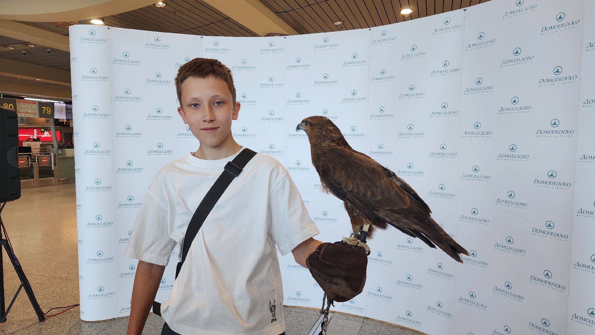 домодедово , подмосковье, аэропорт , аэропорт домодедово, ястреб , птицы, двигатель , самолет , авиация, авиационная безопасность ,