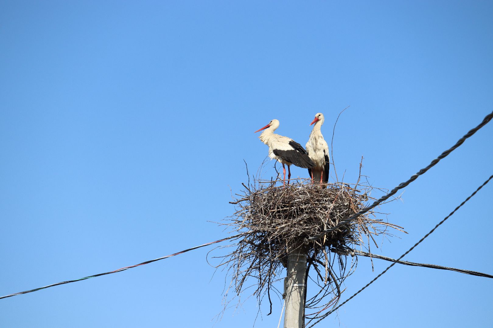 Серебряные Пруды, экология, аисты