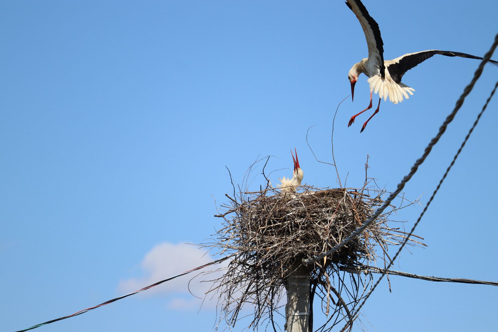 Серебряные Пруды, экология, аисты