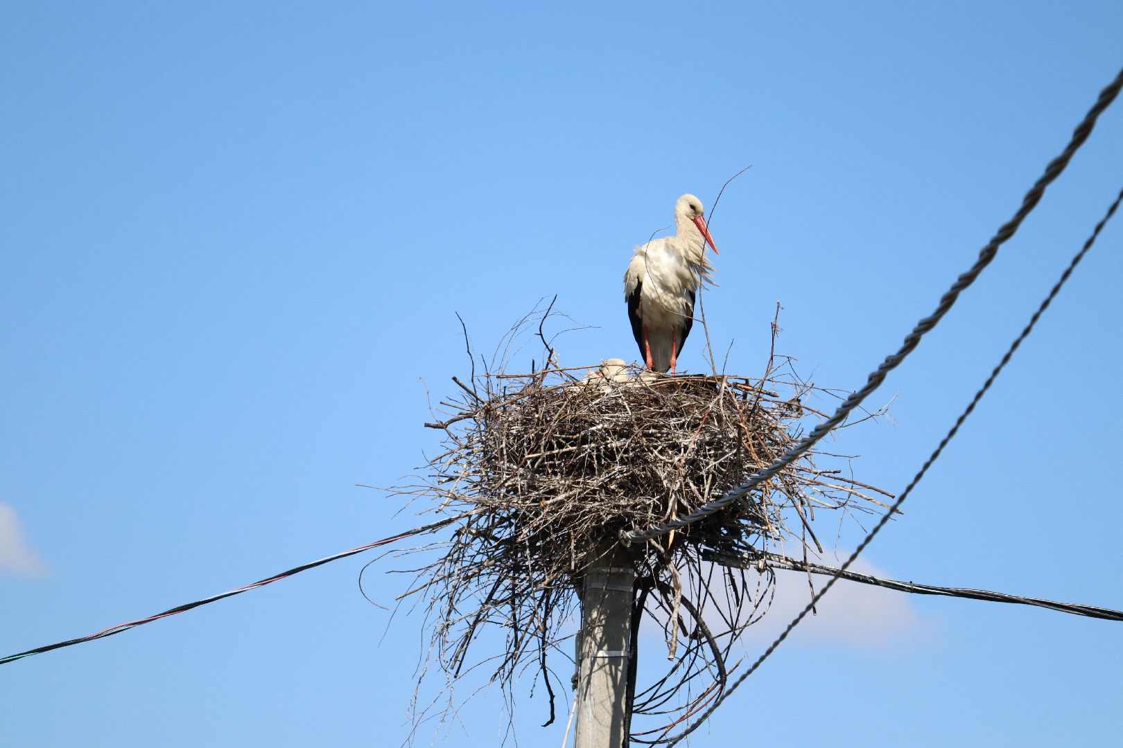 Серебряные Пруды, экология, аисты