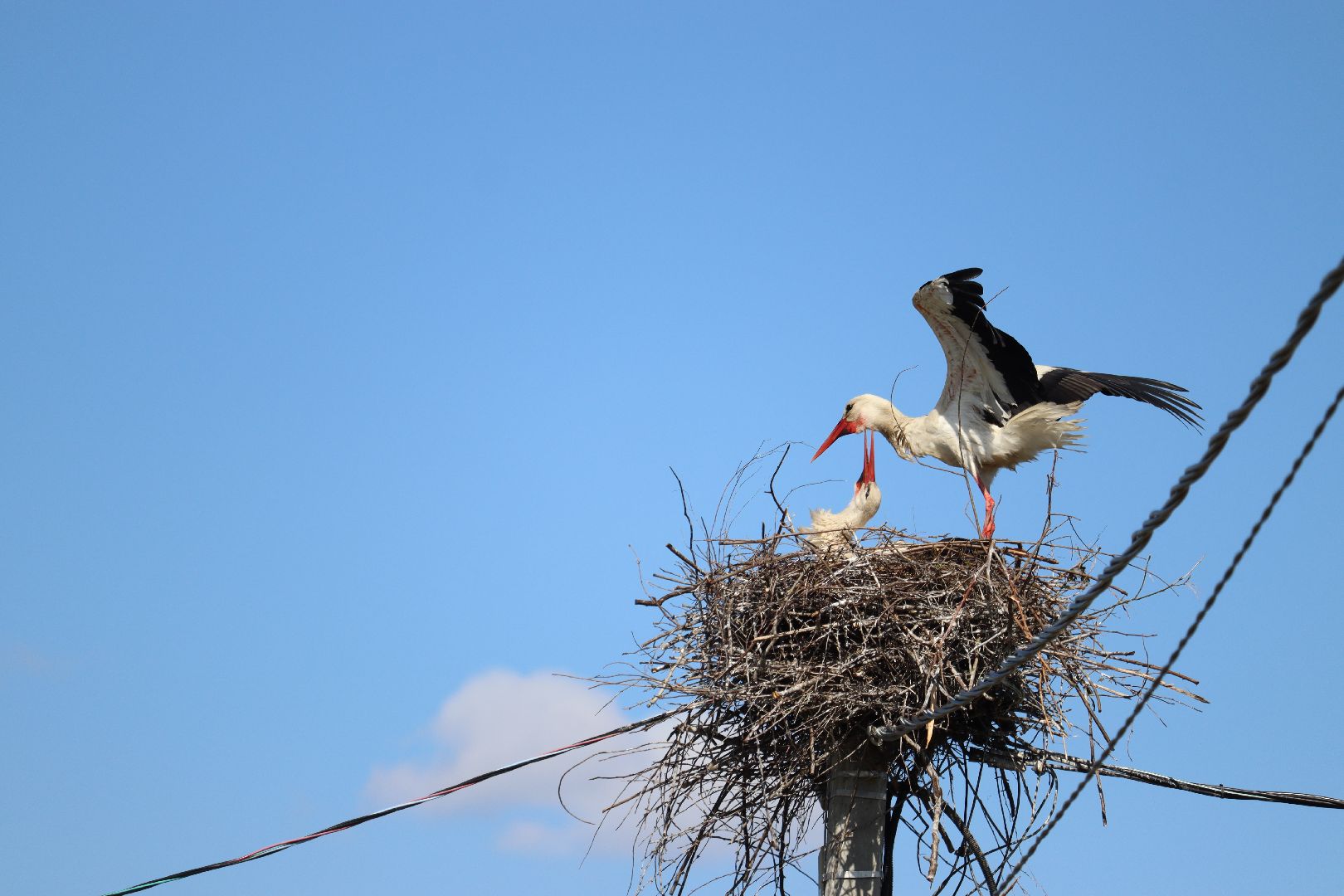 Серебряные Пруды, экология, аисты