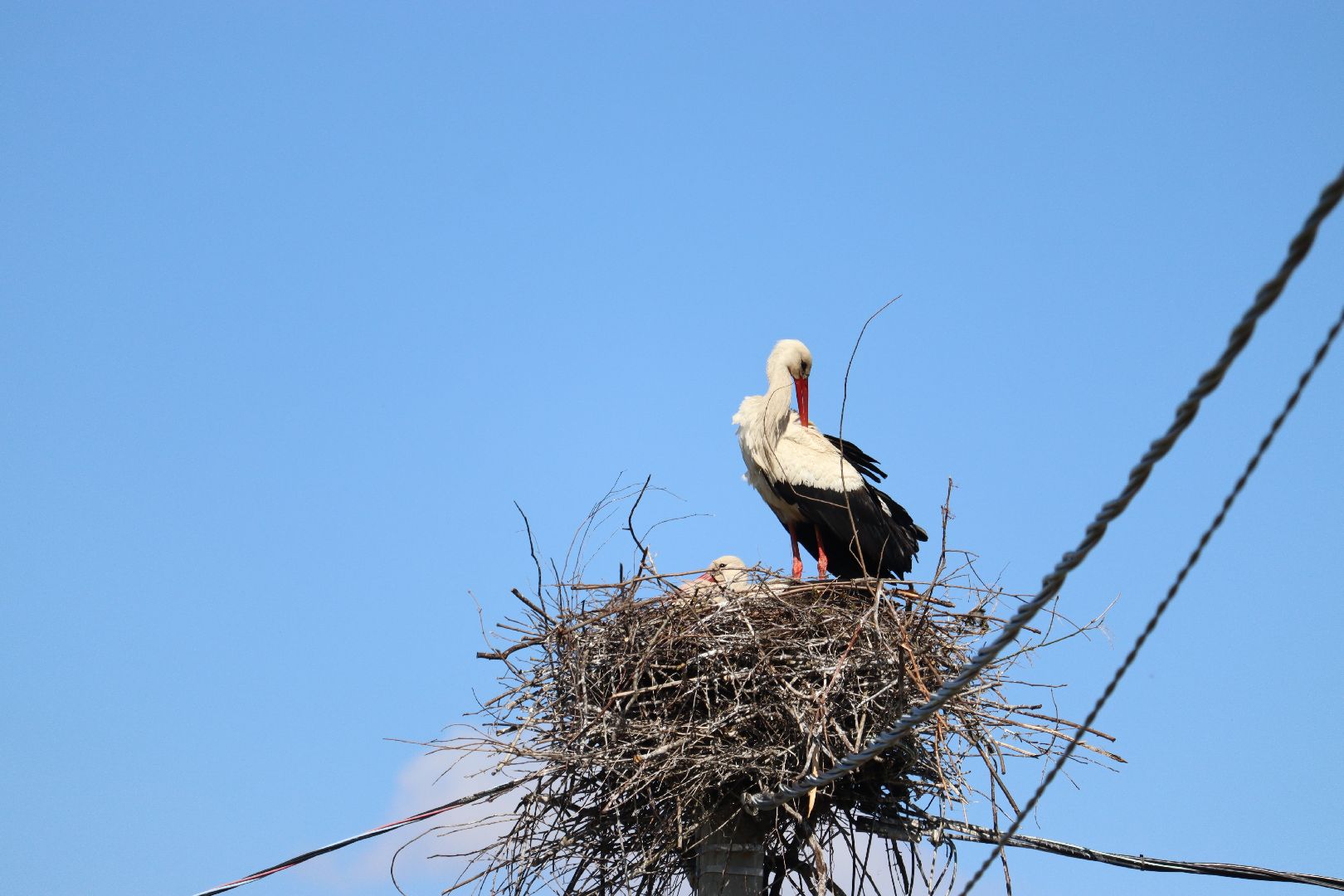 Серебряные Пруды, экология, аисты