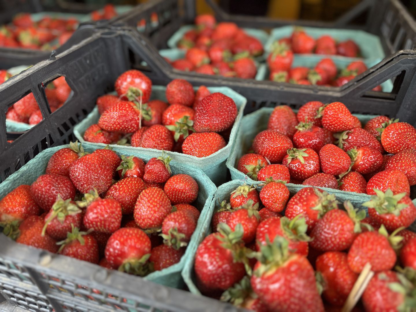 клубника, совхоз имени ленина , киоск клубничка, праздник урожая, ленинский городской округ,