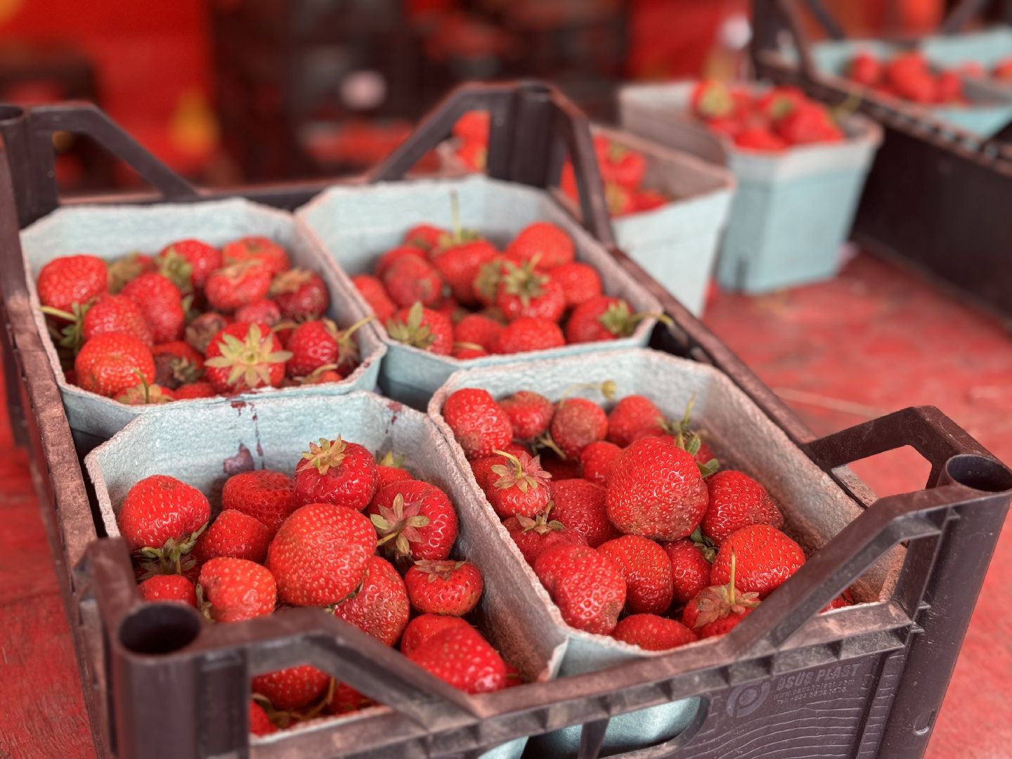 клубника, совхоз имени ленина , киоск клубничка, праздник урожая, ленинский городской округ,