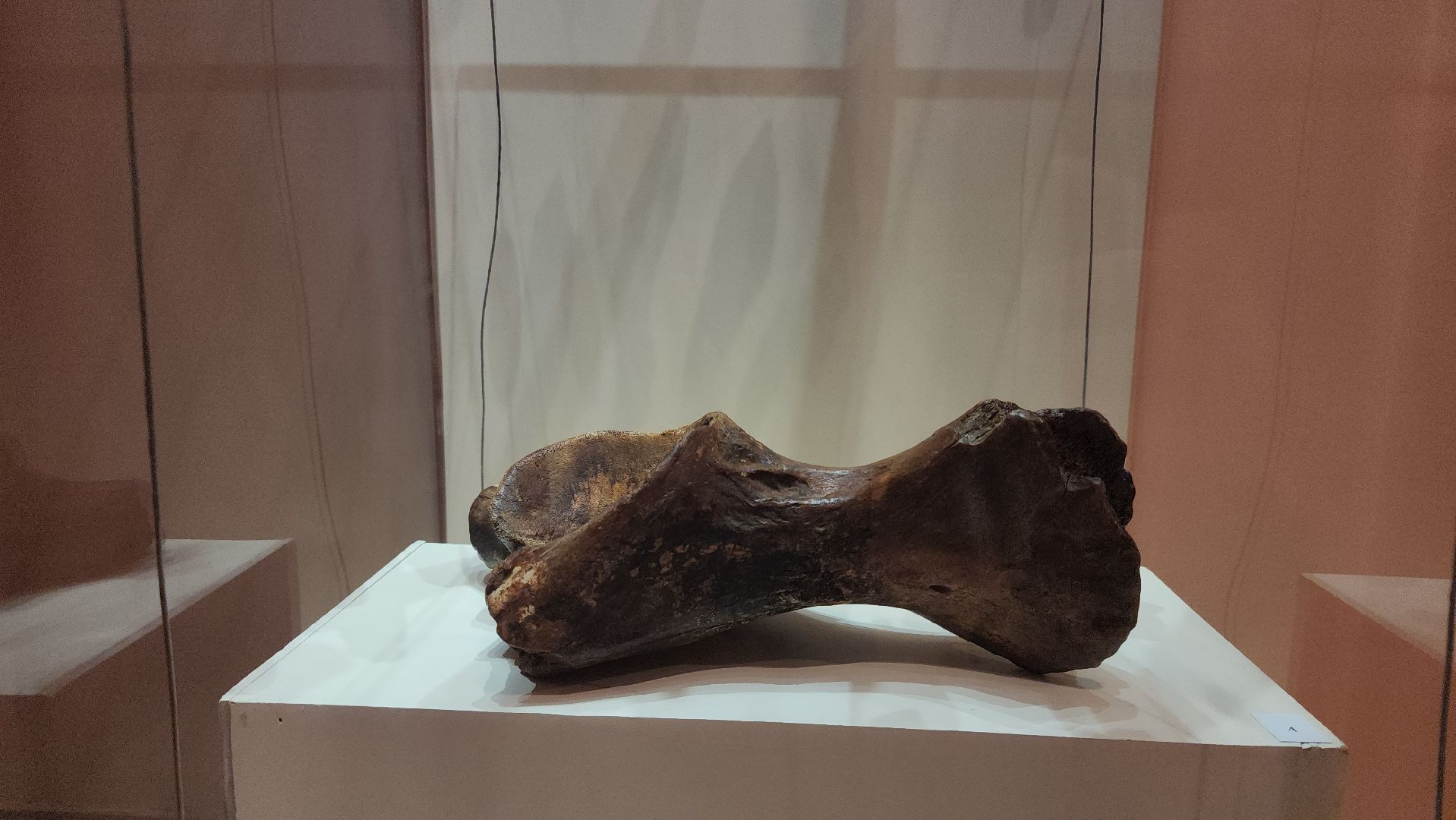 Зарайск, Археологическая выставка, Зарайский музей, Стоянка древнего человека,