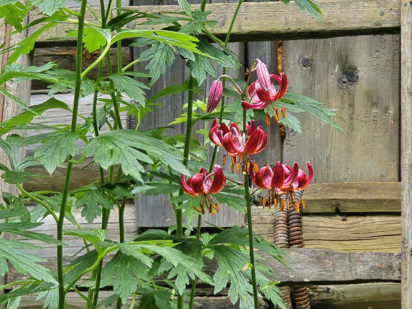 Коломна, сад, цветоводство, экскурсии,