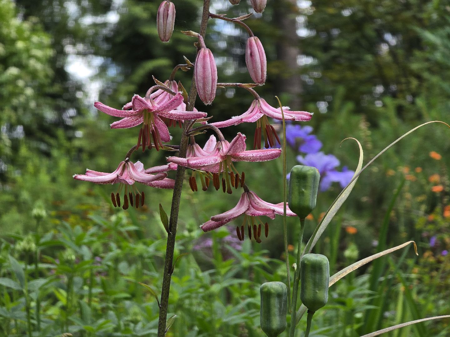 Коломна, сад, цветоводство, экскурсии,