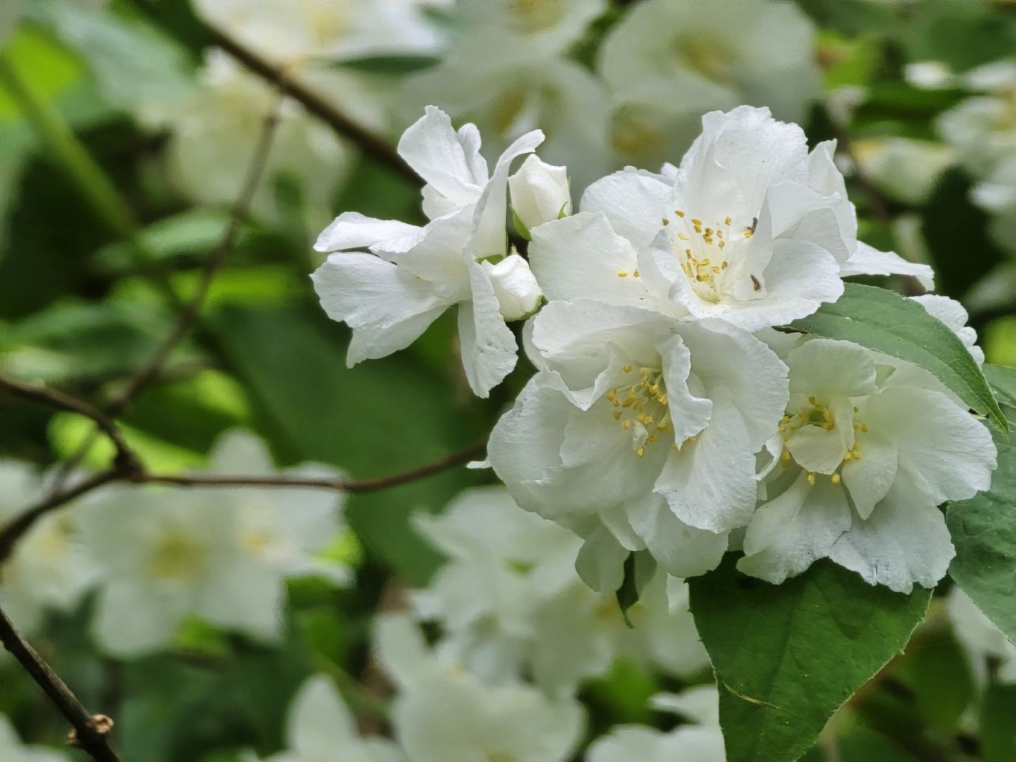 Коломна, сад, цветоводство, экскурсии,