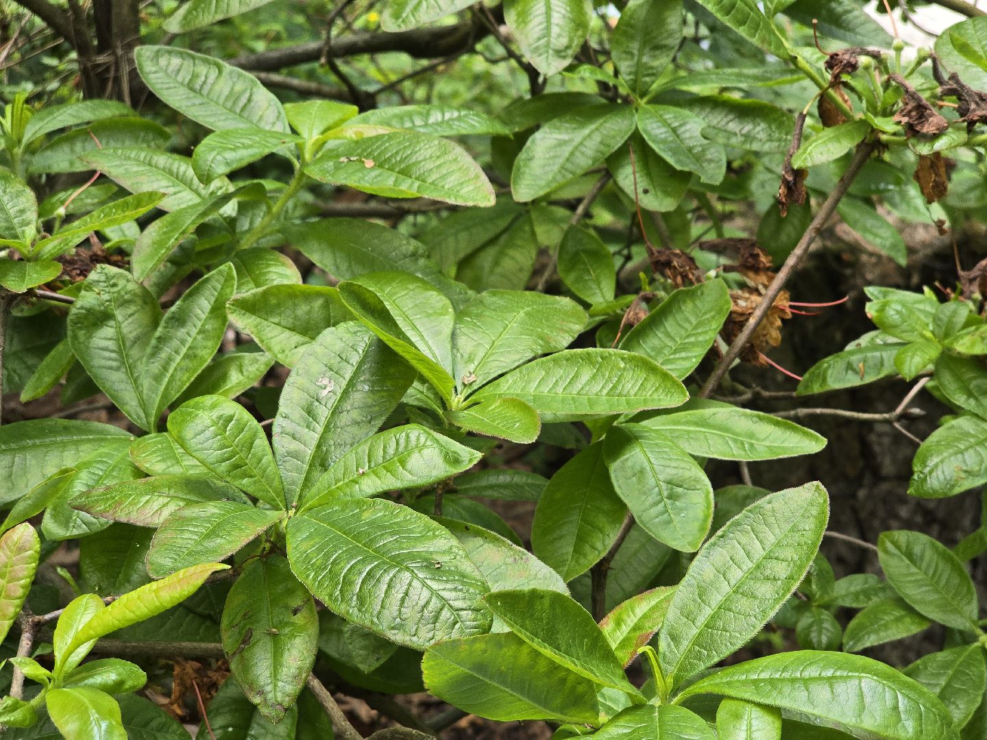 Коломна, сад, цветоводство, экскурсии,