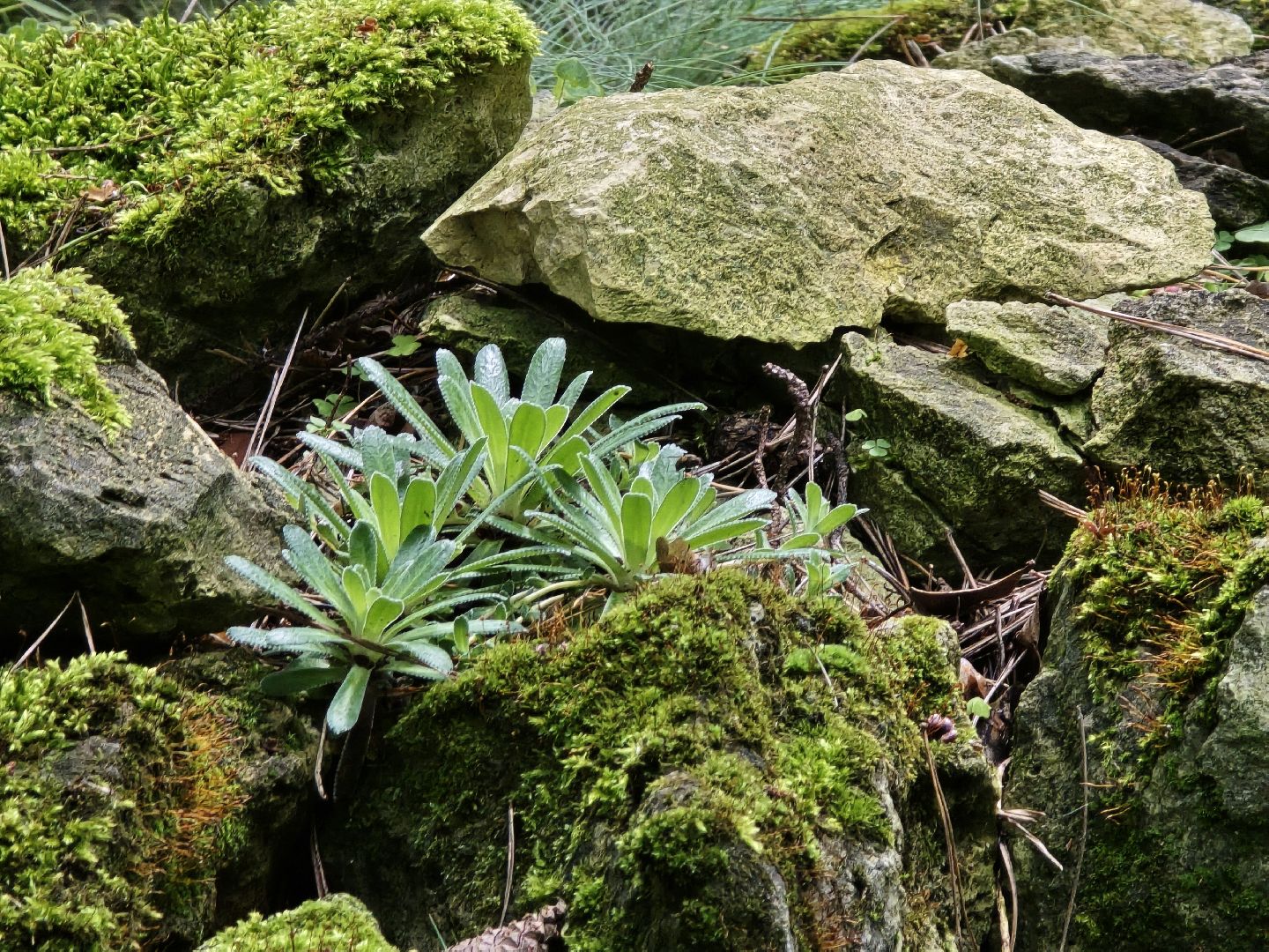 Коломна, сад, цветоводство, экскурсии,