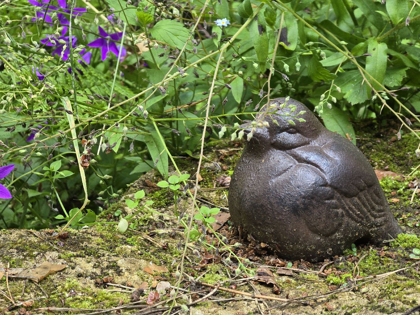 Коломна, сад, цветоводство, экскурсии,