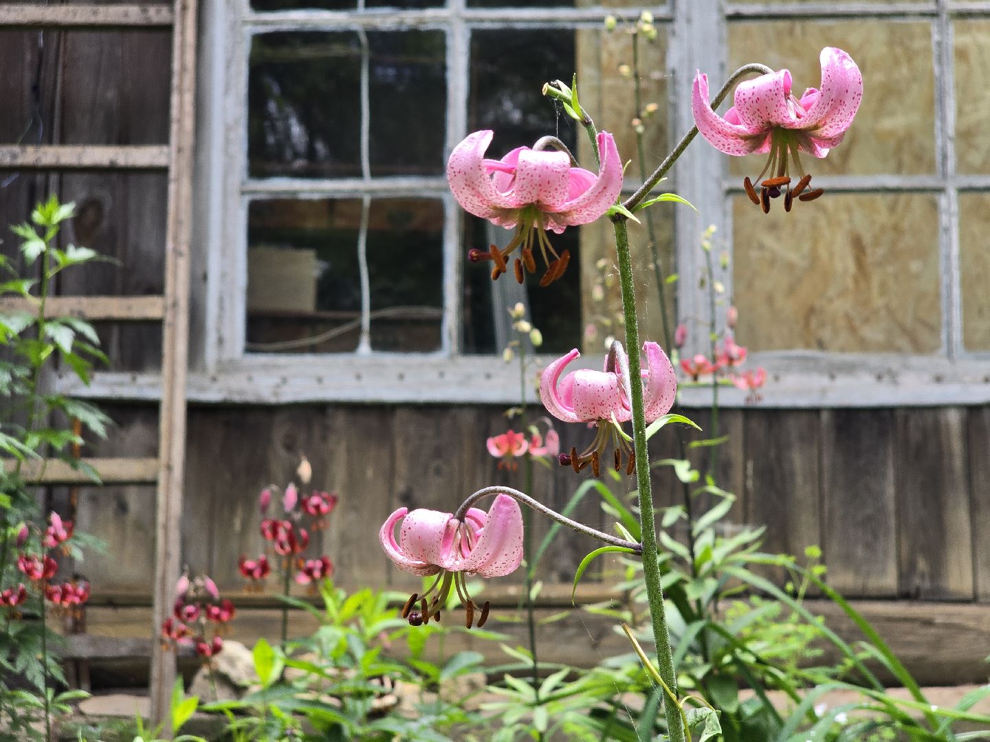 Коломна, сад, цветоводство, экскурсии,