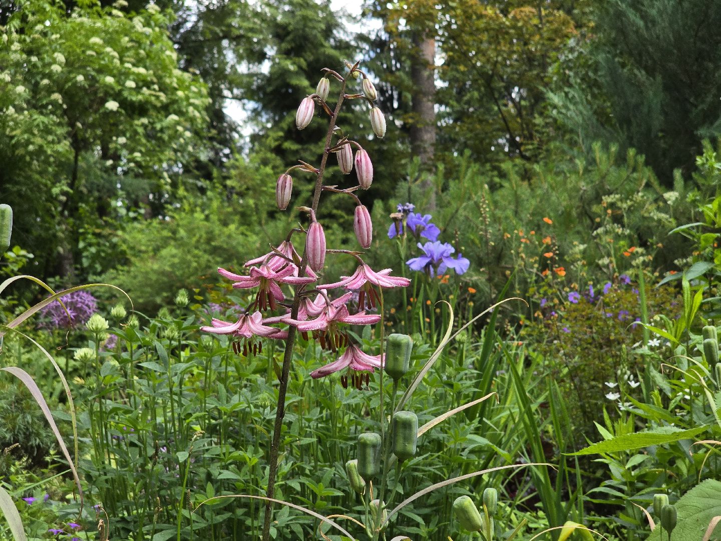 Коломна, сад, цветоводство, экскурсии,