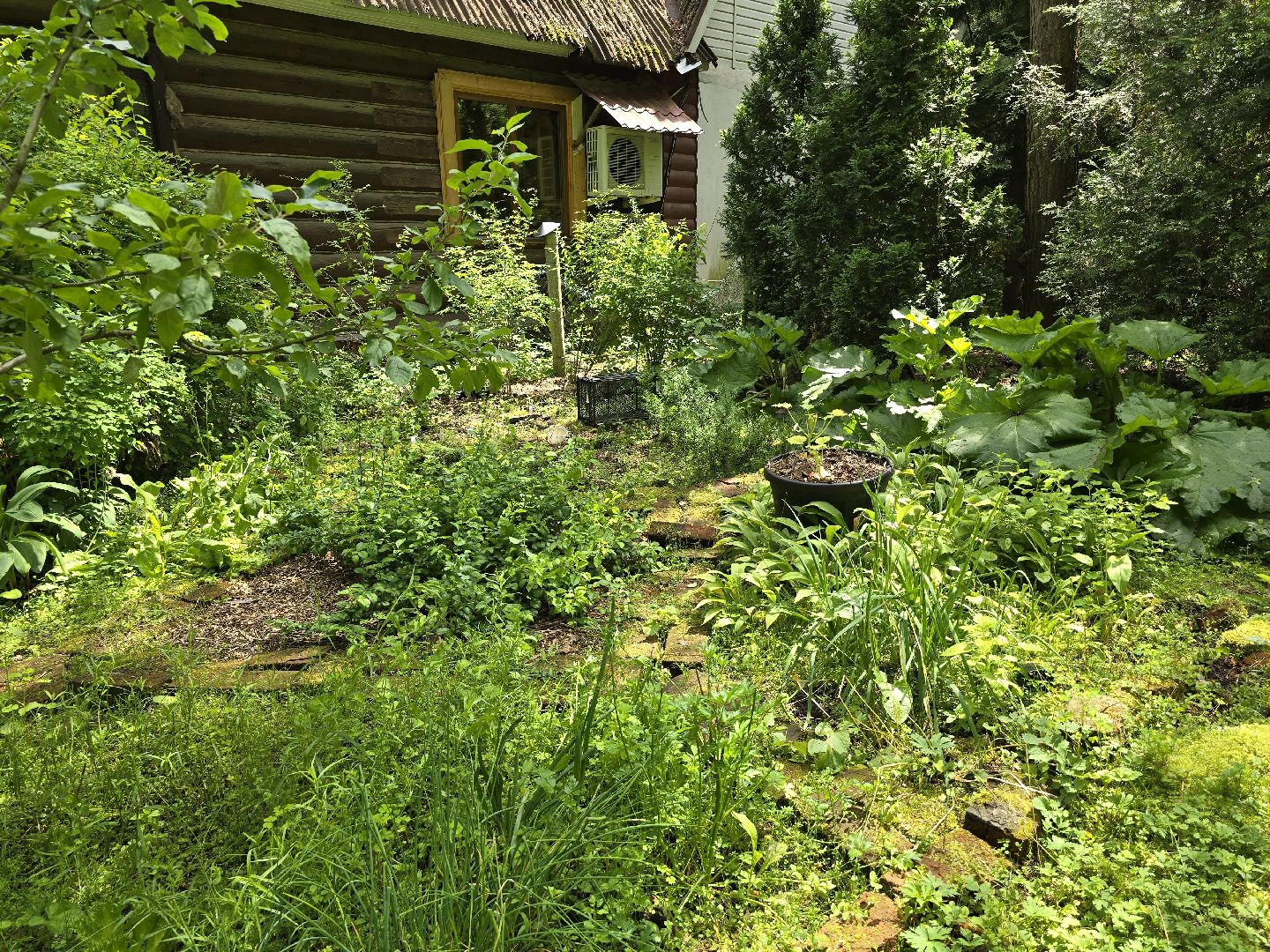 Коломна, цветоводство, сад, цветы,