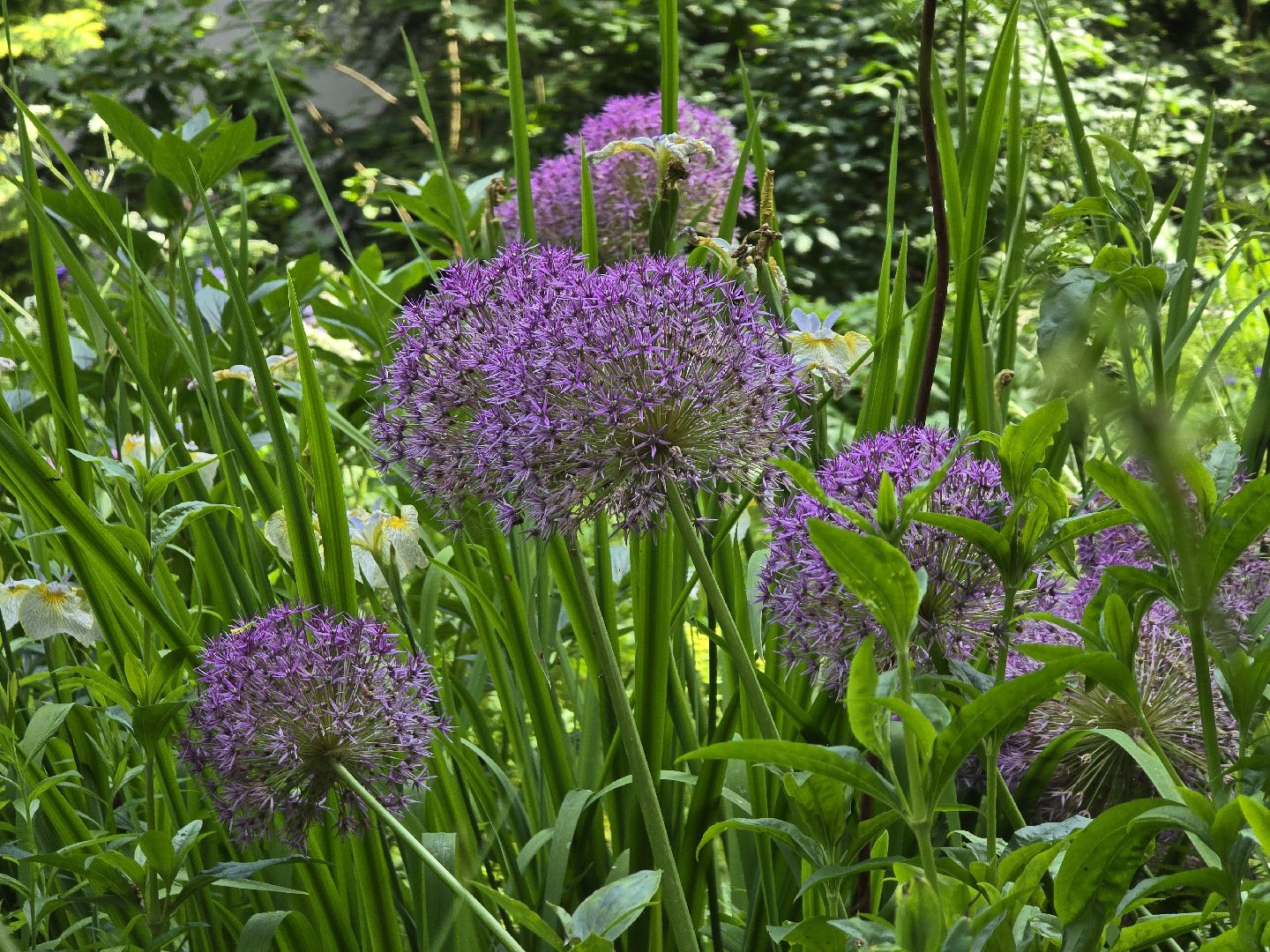 Коломна, цветоводство, сад, цветы,